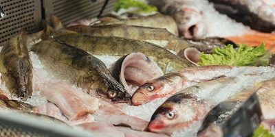 Équipement professionnel pour les poissonneries